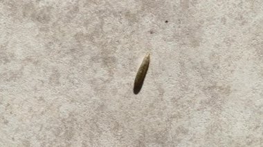 Canlı ve aktif bir sinek ya da böcek larvasının (kurtçuk) yakın çekimi. Biyoloji, böcek bilimi ve doğayla ilgili konular için.