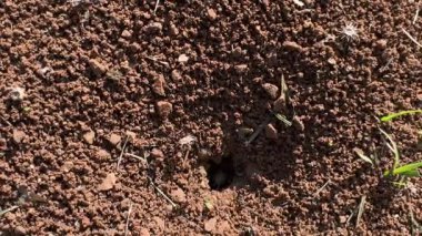 Karınca deliğinden çıkan ve yiyeceği yuvaya taşıyan karıncalara yakın çekim. Kırmızımsı toprak ve bitki örtüsü detayları.