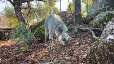Uzun, kalın kürklü engebeli arazide kayaların ve ağaçların arasında otlayan evcil bir keçi..