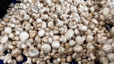 Büyük, beyaz, taze ekilmiş mantarlar (Agaricus bisporus) pazarda toplandı..