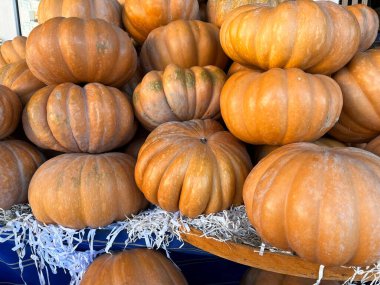 Büyük, olgun, turuncu balkabakları markette satışa sunuldu..