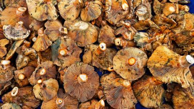 Taze kırmızı çam mantarları (Lactarius deliciosus), portakal kaplamaları ve farklı solungaçları ile pazarda toplanır ve büyük bir yığın halinde sergilenir..