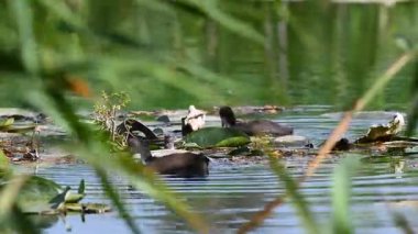 Su zambakları ve sazlıklar arasında durgun suda yüzen genç bir yaban ördeği (Fulica atra). Vahşi yaşam ve sulak arazi manzarası.