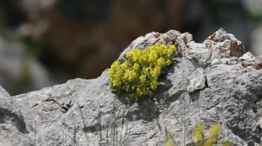 Parlak sarı, kayalık bir yüzeyde kümelenmiş küçük çiçekler. Sert koşullarda açan bir dağ ya da yüksek irtifa kır çiçeği. Doğadaki yaşam.