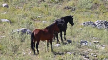 Yeşil ve kayaların arasındaki yamaçta duran iki vahşi at. Vahşi doğa ve özgürlük kavramları için ideal..