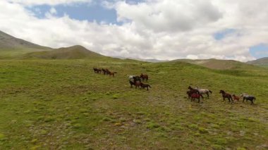 Uçsuz bucaksız, yemyeşil dağ çayırlarında sarı çiçeklerle süslenmiş vahşi at sürüsü özgürce koşuyor. Panoramik dron görüntüleri, vahşi doğa..