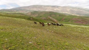 Uçsuz bucaksız, yemyeşil dağ çayırlarında sarı çiçeklerle süslenmiş vahşi at sürüsü özgürce koşuyor. Panoramik dron görüntüleri, vahşi doğa..
