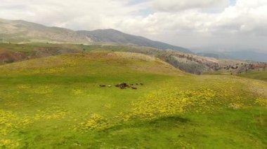 Uçsuz bucaksız, yemyeşil dağ çayırlarında sarı çiçeklerle süslenmiş vahşi at sürüsü özgürce koşuyor. Panoramik dron görüntüleri, vahşi doğa..