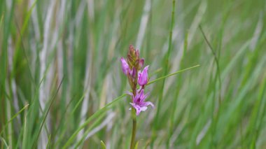 Uzun yeşil otlar arasında belirgin mor ve pembe renkleri olan zarif bir orkide çiçeği. Doğa ve vahşi yaşam teması.