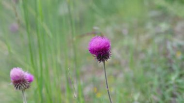 Vahşi mor devedikeni çiçeğinin yakın plan görüntüsü doğal ışık altında yemyeşil otlar arasında göze çarpar. Vahşi doğa ve kır çiçeği kavramları için ideal..