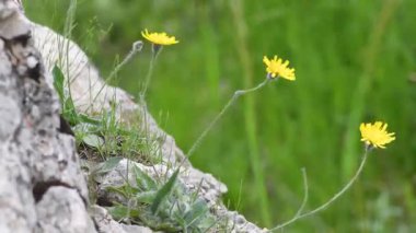 İnce saplı sarı kır çiçekleri sert bir kayanın kenarında sallanıyor. Vahşi doğa, kır yaşamı ve esneklik kavramları için idealdir. Doğada yetişen Doronicum ailesinden sarı kır çiçeği..