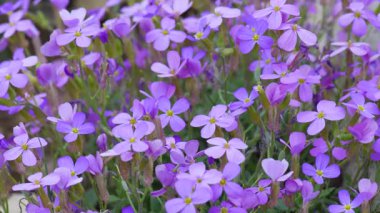Canlı mor çiçeklerden oluşan bir halı (Aubrieta veya kaya teresi) rüzgarda hafifçe sallanır. Bahar ve doğa ayrıntıları.