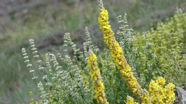 Uzun, sarı Mullein (Verbascum) çiçekleri ve beyaz çiçekli nane bitkilerinin yer aldığı bir kır manzarası. Doğal ve yeşil bir arka plan..
