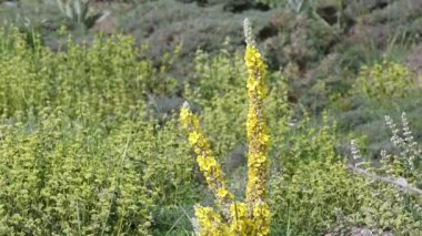Uzun, sarı Mullein (Verbascum) çiçekleri ve beyaz çiçekli nane bitkilerinin yer aldığı bir kır manzarası. Doğal ve yeşil bir arka plan..