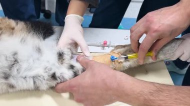 Veterinerlik kliniğinde yaralı bir vaşağı ameliyata hazırlamak kürk kırpmak, damar yolu açmak ve ilaç vermek. Vahşi yaşamı koruma ve tıbbi müdahale süreci.