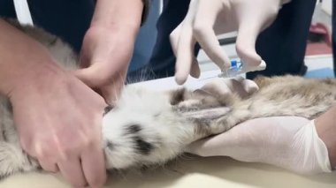 Veteriner kliniğindeki yaralı bir tilkiye tıbbi müdahale ve cerrahi hazırlık işlemi yapıldı. Bir damarın açılması ve kürk traşı da dahil olmak üzere vahşi yaşam kurtarma operasyonu.