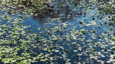 Güneşli bir gölde su nilüferleri arasında yüzen ve dalış yapan iki öküz. Doğal ortamlarında su kuşunun yüksek açılı görüntüsü.