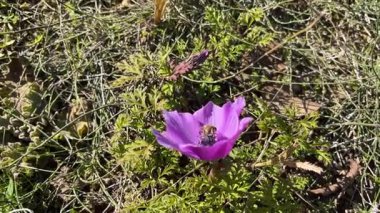 Mor bir şakayık çiçeğinden polen toplayan bir bal arısının yakın çekimi. Bahar doğasına ve tozlaşma sürecine yakın çekim.