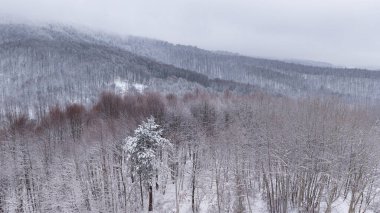 Karların altındaki karışık orman yapısının havadan görünüşü.