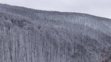 Sonsuz orman manzarasının geniş açılı drone görüntüleri karla kaplı dağ yamacında. Sisli ve soğuk bir kış atmosferi.