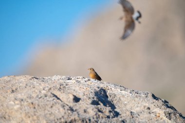 Derinlik dolu bir an, başka bir kuşun bulanık uçuşuyla bir kayanın arkasına tünemiş bir kuşun görüntüsü. Sosyal etkileşimin bir bileşimi ve doğadaki yaşam döngüsü..