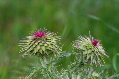 Mor devedikeni çiçeklerinin detaylı bir makro çekimi (Carduus) henüz tam olarak çiçek açmadı, yeşil bir çayıra baharın gelişini müjdeliyor..