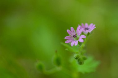 Bulanık yeşil arka planda zarif pembe çiçekler. Yumuşak dokusu ve barışçıl atmosferiyle doğadan sakin bir makro detay..