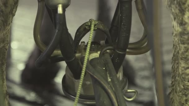 La machine à traire aspire le lait alternativement sur le pis .