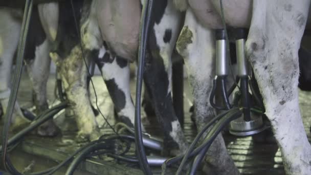 Automat na dojení pod dozorem člověk dojil krávu. — Stock video