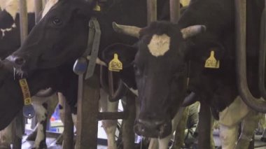 Makine yakın çekim ile sağım için hazırlanan süt ırkı.