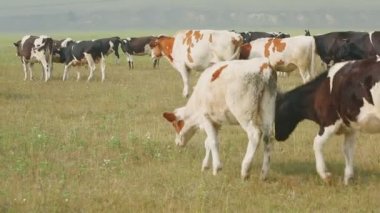 Rus köyünde bir çayırda Holstein süt ırkının Pasturing inekler.