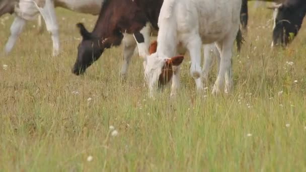 Schwarz-braune Kühe, die auf einer Weide grasen. — Stockvideo