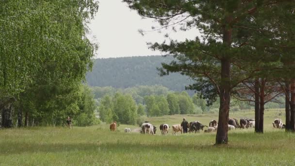 Uma grande manada de vacas com ovelhas pastando perto da borda da floresta . — Vídeo de Stock