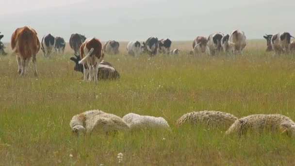 En stor flock av kor och får i sommardag vila i betesmark. — Stockvideo