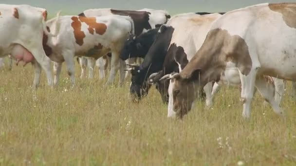 Vacas de pastoreo en el prado, con cuernos pequeños, diferentes colores y razas lecheras . — Vídeos de Stock