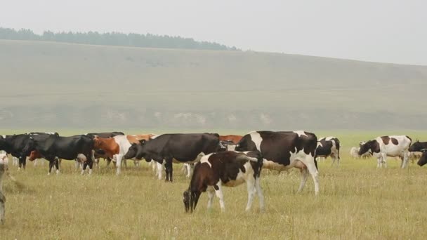 Egy nagy csorda tehén legelő nyári napon szemben a háttérben a hegyek és erdők. — Stock videók