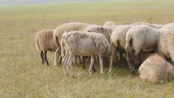 Gregge raggruppato di pecore al pascolo in una giornata estiva . — Video Stock