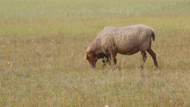 Sheep and lamb grazing in a summer meadow near herd. — Stock Video