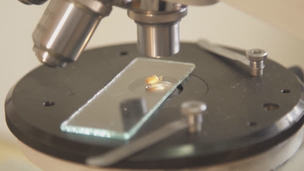 Estudio de semillas germinadas bajo un microscopio biológico . — Vídeo de stock