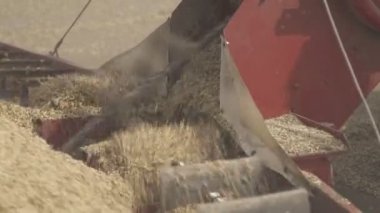 Hızlı bir şekilde tahıl closeup kürekle kazıyıcı yükleyici.