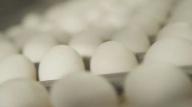 Konveyör bant beyaz yumurta closeup ile.