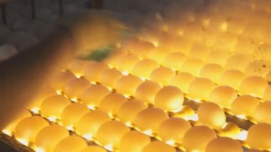 Yumurta çatlamak için satırdaki çalışanın yardımıyla ışık kontrol.