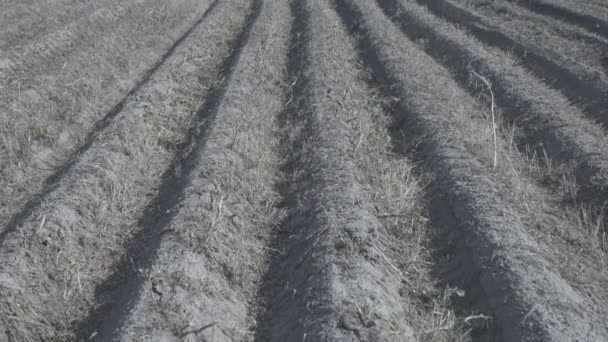 Plowed field closeup and in distance riding a red combine. — Stock Video