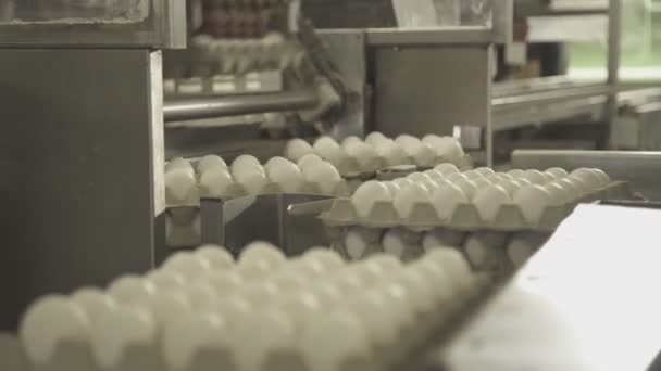 Automatisch laden van eieren op transportband door middel van zuignappen. — Stockvideo