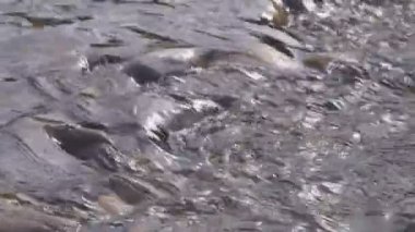 Hızlı geniş dağ nehir temiz su taşları üzerine aşağı taşır.