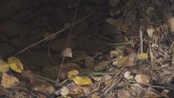 Grijze stenen liggen onder de ondiepe water omgeven door droge bladeren en gele naalden. — Stockvideo