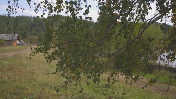 Behind leaved birch branch through country road stand wooden houses. — Stock Video