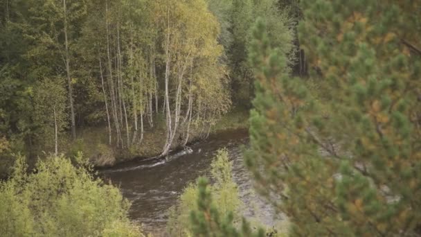 Door middel van Pine en rotting zijn takken zichtbaar snel rivier en berken aan andere kant. — Stockvideo