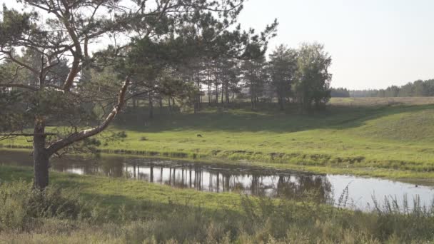 W dolinie obok starej sosny przepływów rzeki czarny pies biegnąc przez łąka. — Wideo stockowe