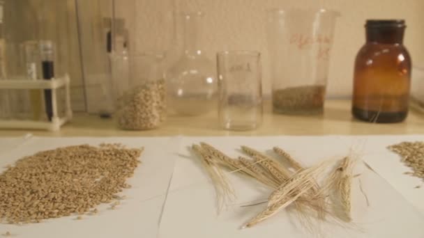 Artículos de vidrio de laboratorio en la mesa con muestras de cultivos de granos . — Vídeos de Stock